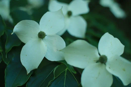 Another photograph from nature